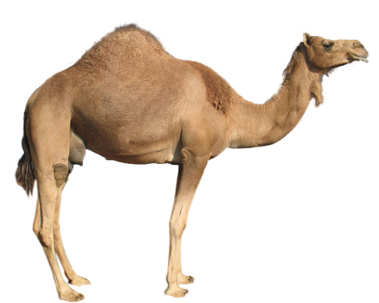 Camel   Free Images At Clker Com   Vector Clip Art Online Royalty