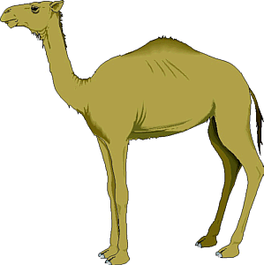 Camel1 Gif