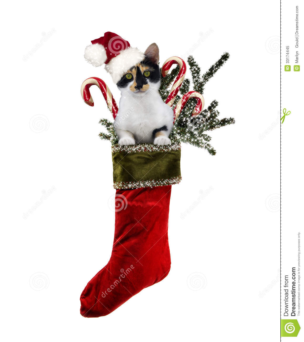 Christmas Cat Stocking Royalty Free Stock Photo   Image  33174445