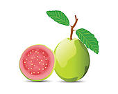 Guava   Clipart Graphic