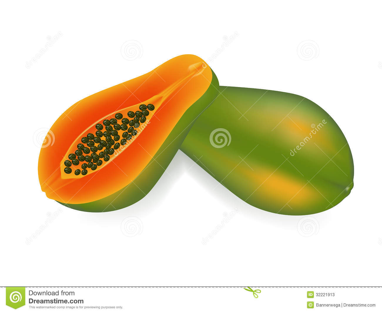Vector Illustration   Papaya On White Background