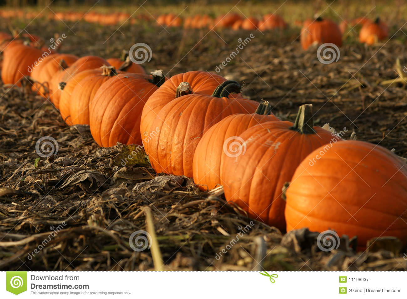 Pumpkins Royalty Free Stock Photography   Image  11198937