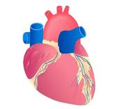 Human Heart Clip Art Illustrations  11003 Human Heart Clipart Eps