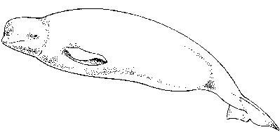 Beluga Whale Clipart Beluga Whale C