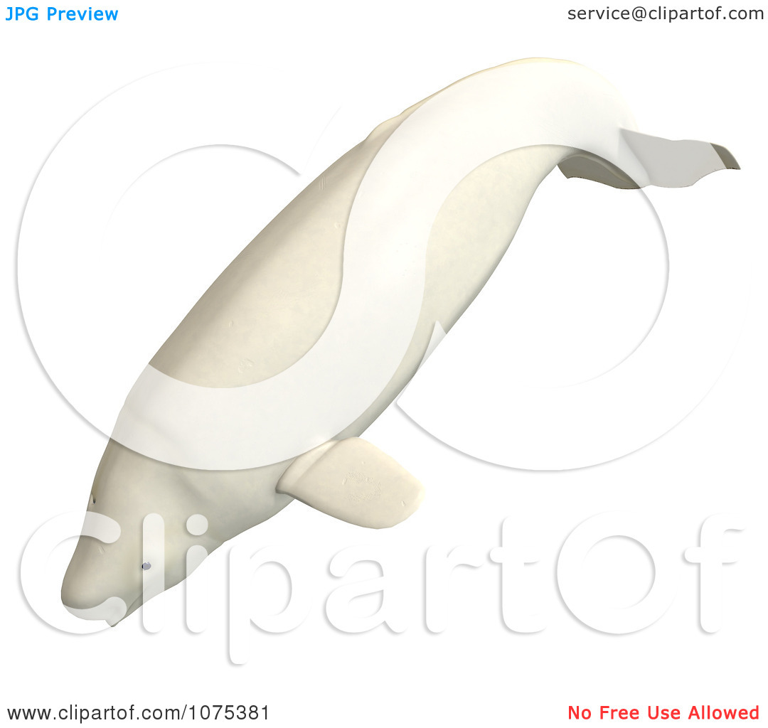 Beluga Whale Clipart Clipart 3d White Male Beluga
