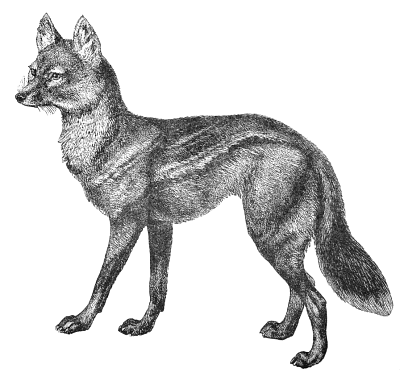 Free Jackal Clipart   Clipart Picture 1 Of 3