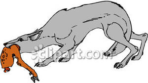 Jackal Clipart Jackal Eating A Carcass Royalty Free Clipart Picture