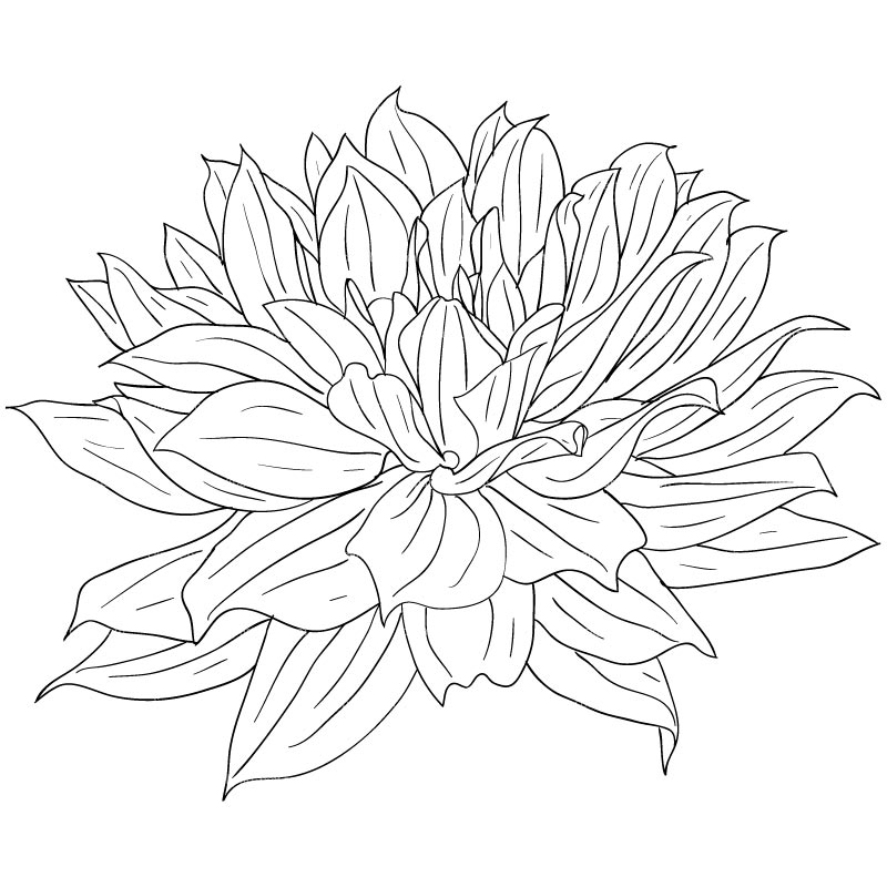 Clipart Dahlia Flower Sketch Style   Royalty Free Vector Design