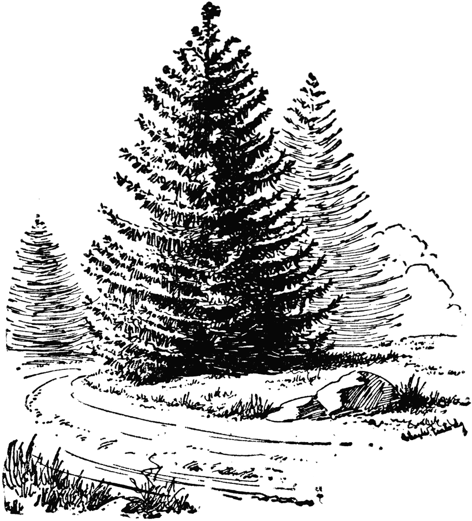Norway Spruce   Clipart Etc