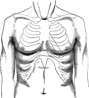Surface Of Normal Chest   Clipart Etc