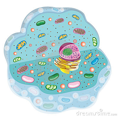 Animal Cell Royalty Free Stock Photography   Image  7058467