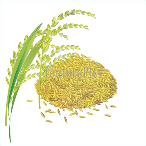 Featurepics Comillustration Of Rice Grain