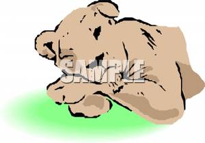 Female Lion Sleeping   Royalty Free Clipart Picture