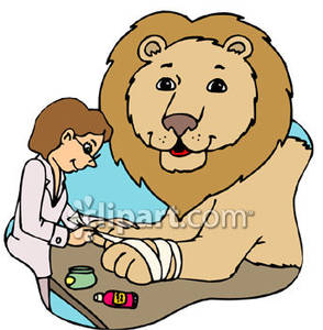 Female Veterinarian Bandaging A Lion S Paw   Royalty Free Clipart