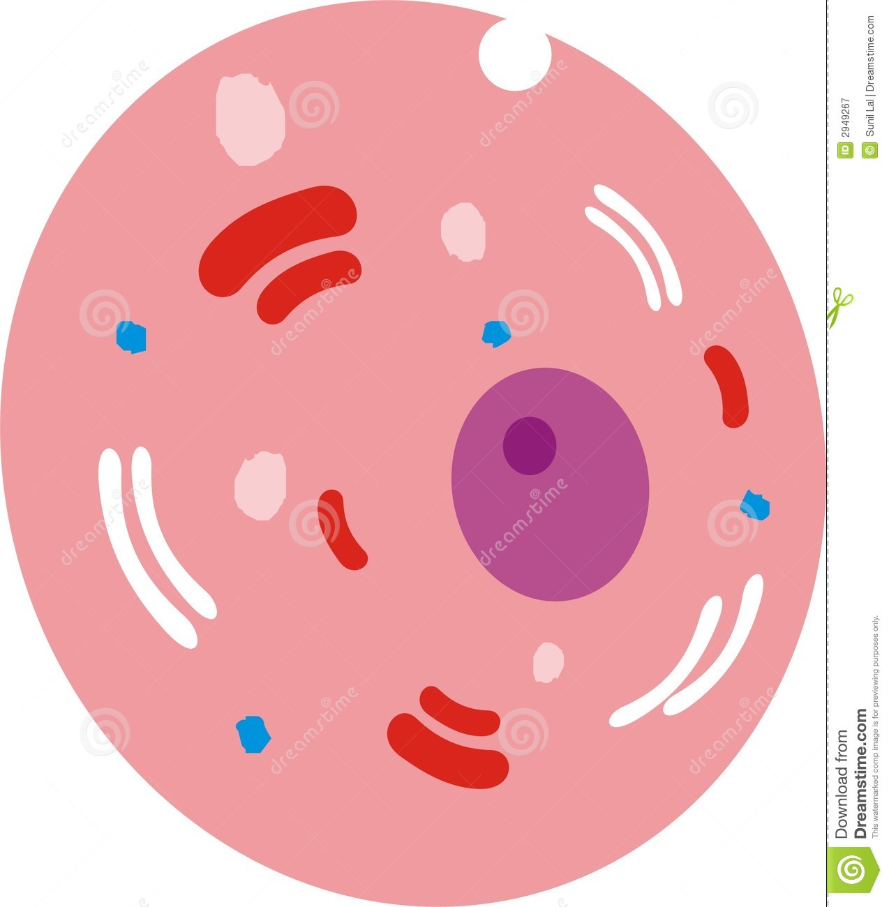 Human Cell Diagrammatical Royalty Free Stock Photography   Image