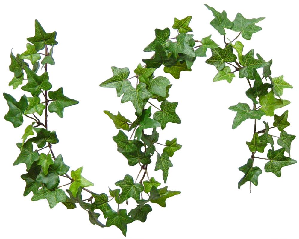 Ivy Png   Clipart Best
