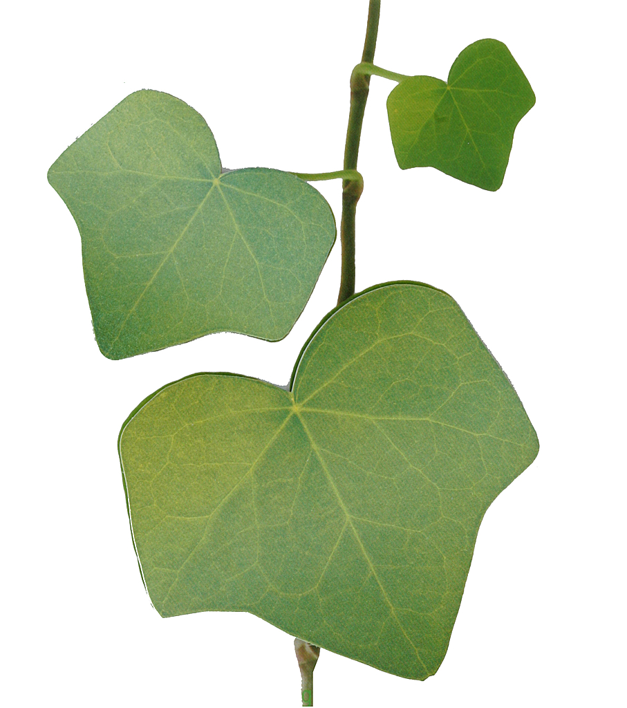 Leaf It Ivy   Slowfashionhouse    Clipart Best   Clipart Best