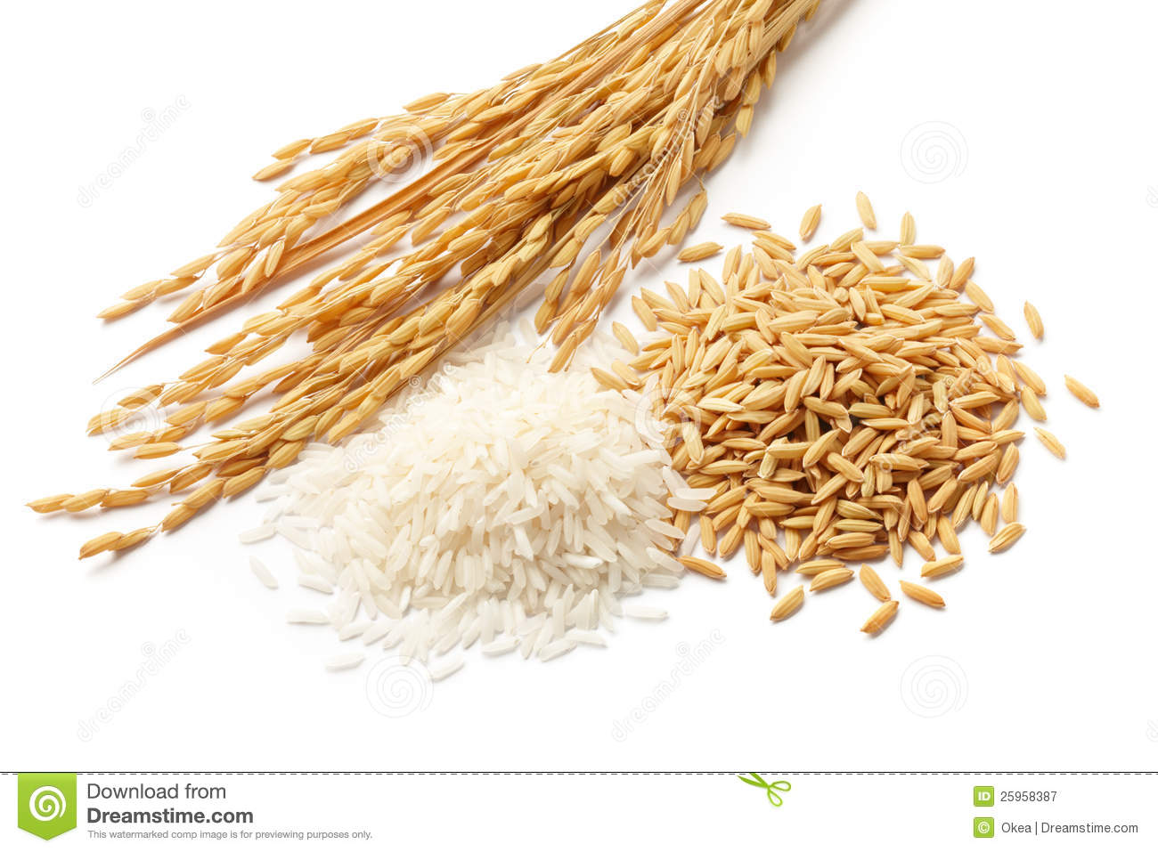 Paddy With Grains Royalty Free Stock Photography   Image  25958387