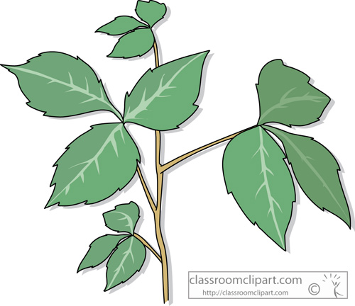 Plants   Poison Ivy Plant   Classroom Clipart