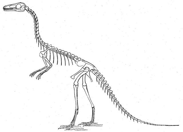     Printable Source  Http   Www Kids Dinosaurs Com Dinosaur Skeleton Html