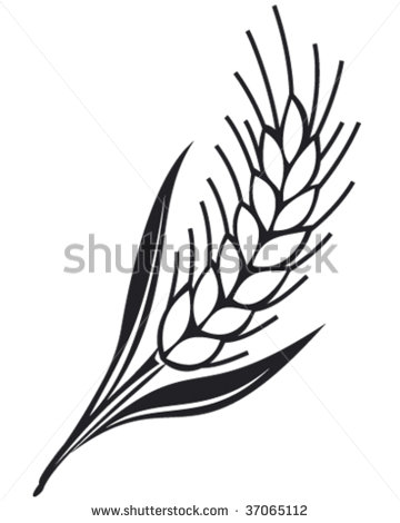 Rice Grain Clipart Grain Ear Vector Illustration