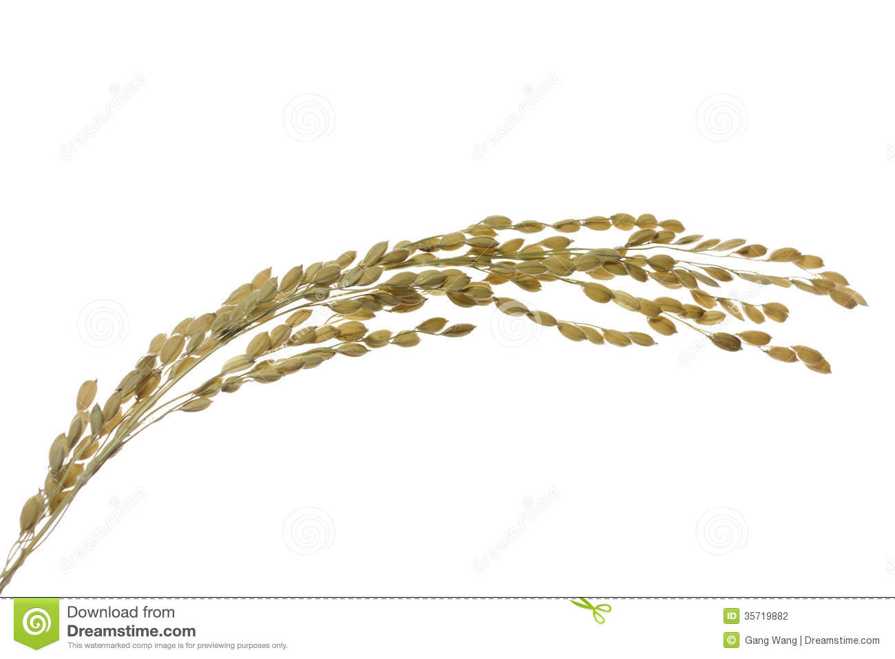 Rice Grain Clipart Images   Pictures   Becuo