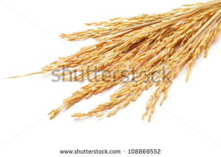 Rice Grain Clipart Paddy Or Rice Grain Oryza  