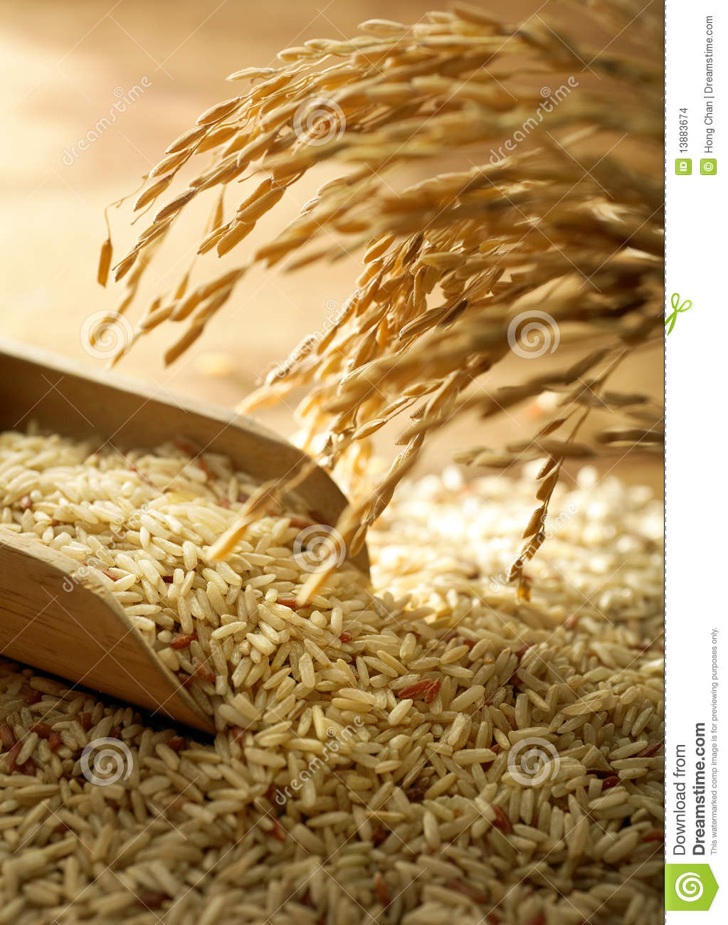 Rice Grain Clipart Rice Grain