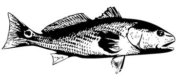 Saltwater Fishing Stock Vectors Illustrations   Clipart