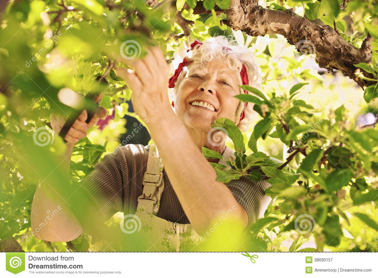 Senior Female Gardener Working In Her Farm Smiling Royalty Free Stock