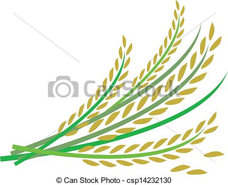 Vectors Of Rice Design On White Background Csp14232130   Search