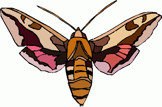 Back   Gallery For   Moth Insect Clipart