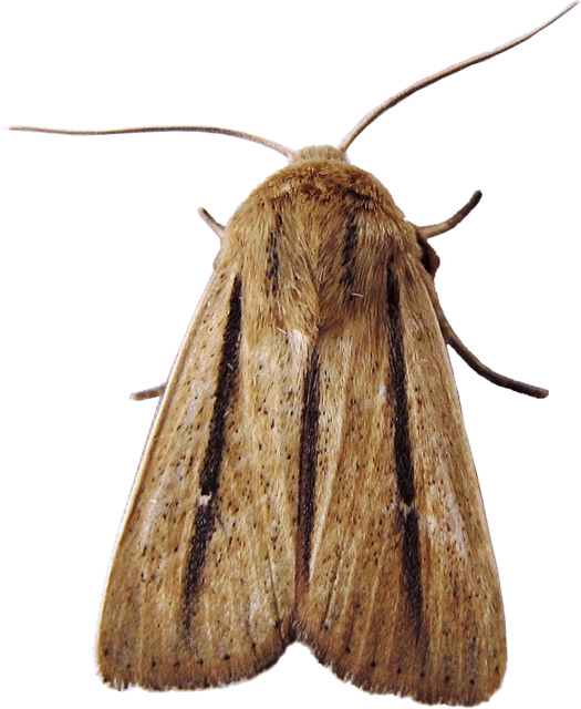 Brown Moth Clipart Lge 13 Cm   This Clipart Style Image Has
