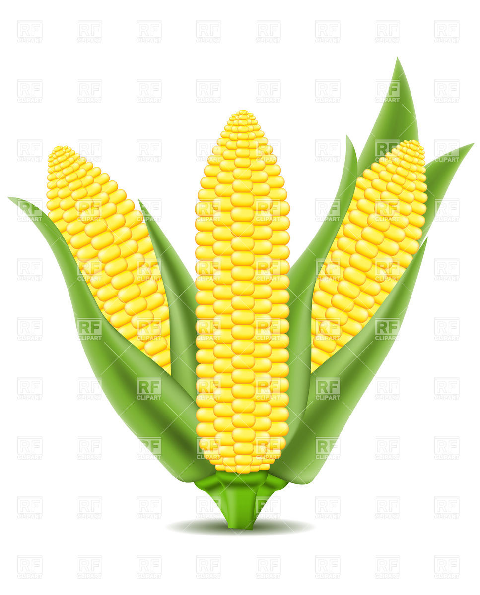 Corn On The Cob 19279 Download Royalty Free Vector Clipart  Eps