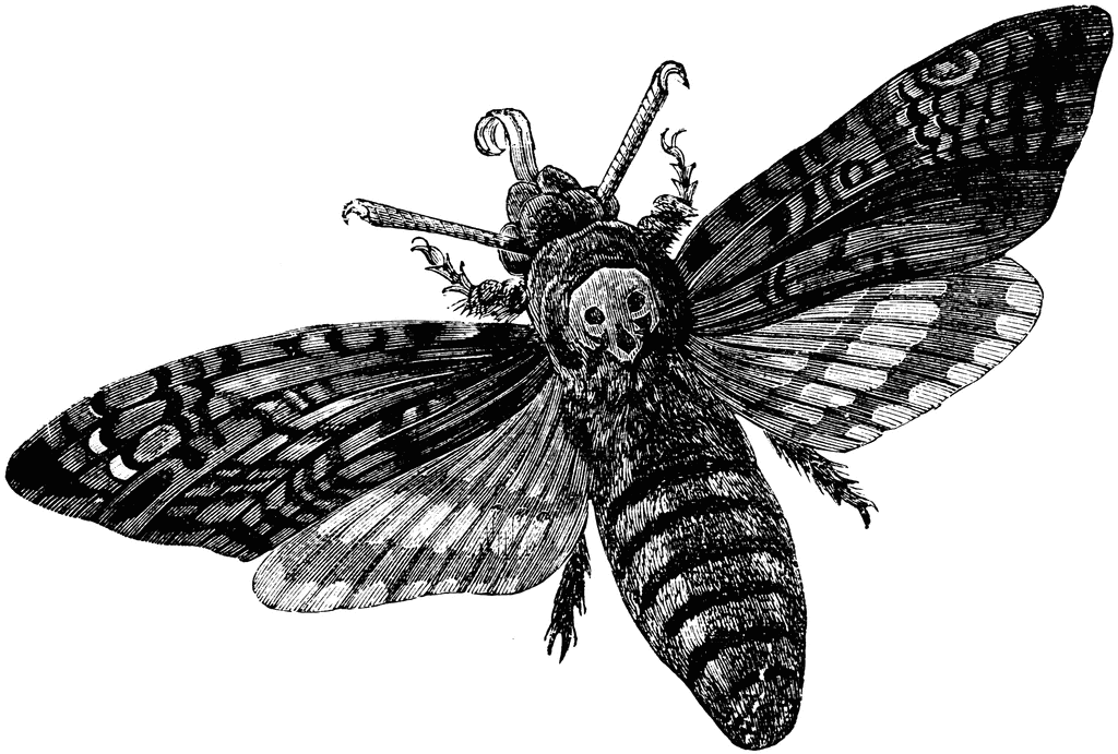 Death S Head Moth   Clipart Etc
