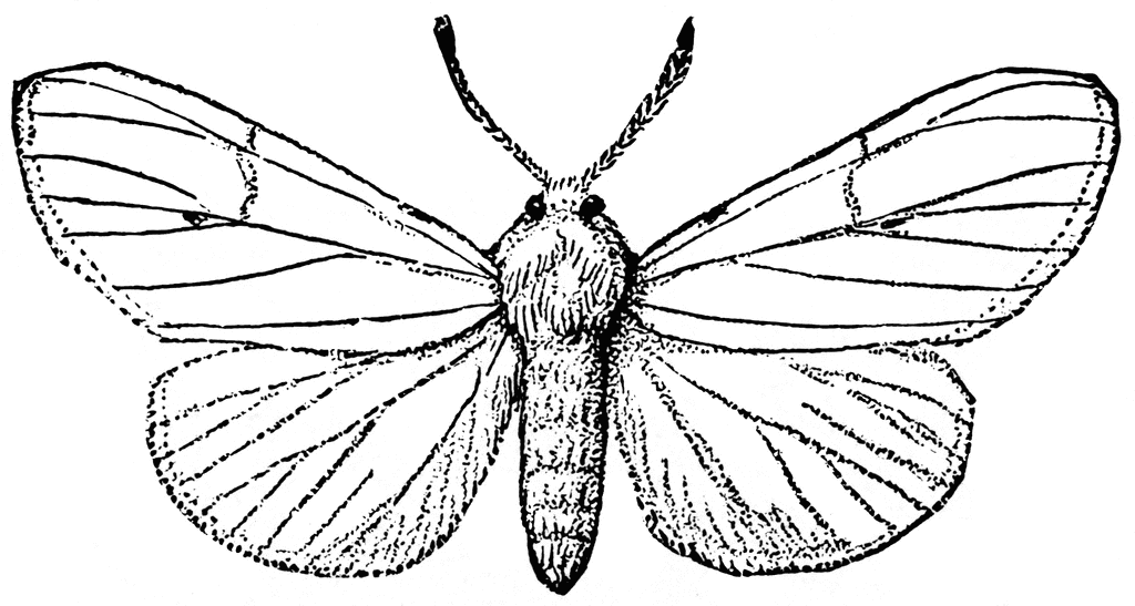 Fallweb Worm Moth   Clipart Etc