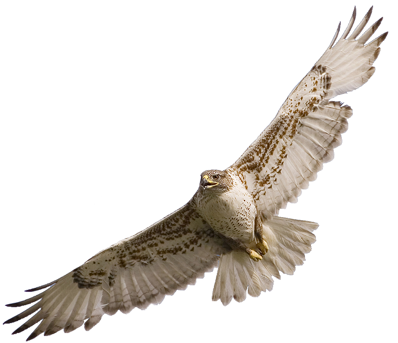 Hawk Flying Clipart Hawk In Flight
