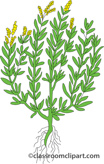 Herb Clipart