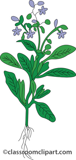 Herbs   Borage Herb   Classroom Clipart