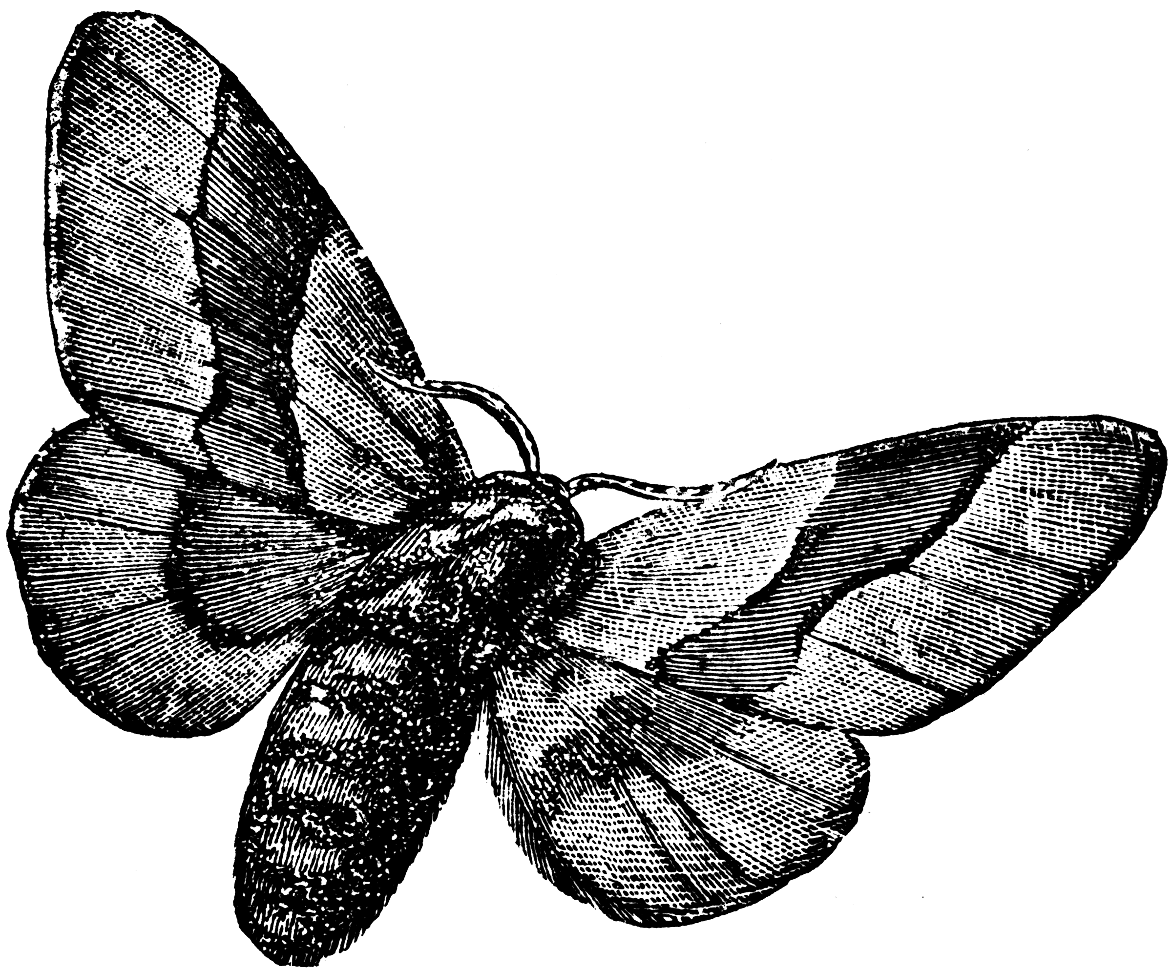 Lackey Moth   Clipart Etc