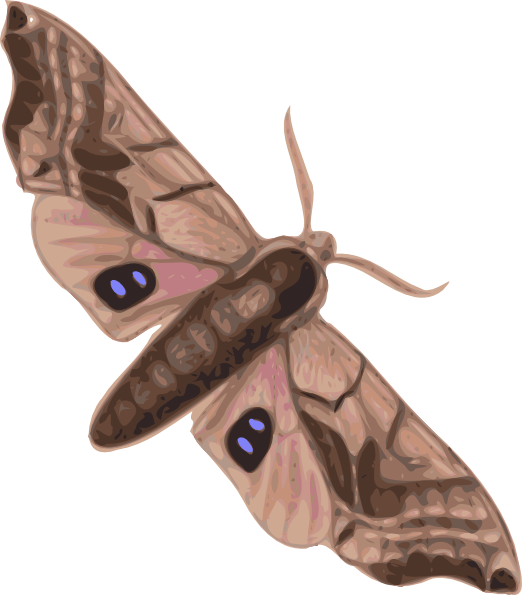 Moth Clip Art At Clker Com   Vector Clip Art Online Royalty Free