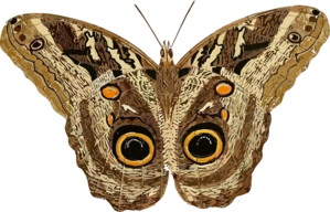 Moth Clip Art At Clker Com   Vector Clip Art Online Royalty Free