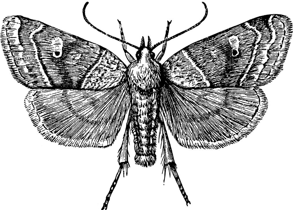 Moth   Clipart Etc