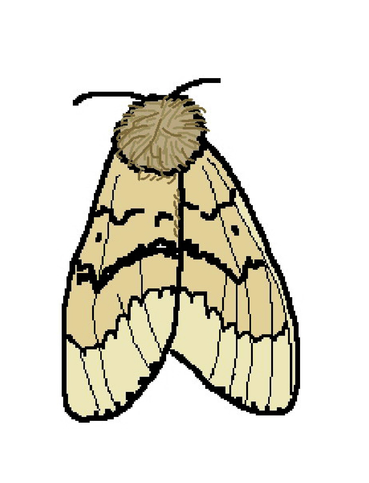 Moth Clipart Female Gypsy Moth Clipart Freetiiupix Com Jpg