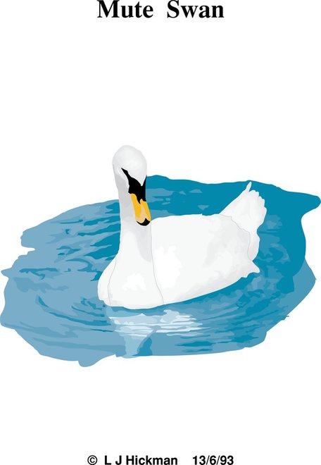Mute Swan Vector Images   Clipart Me