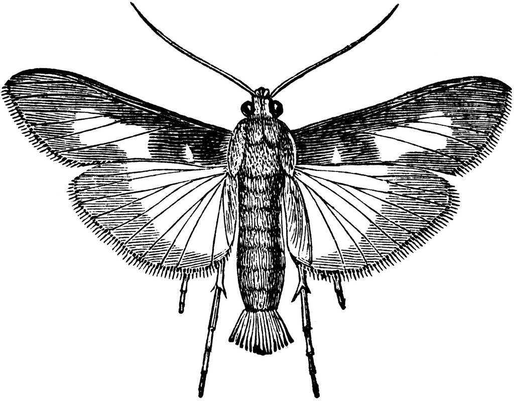 Pickle Worm Moth   Clipart Etc