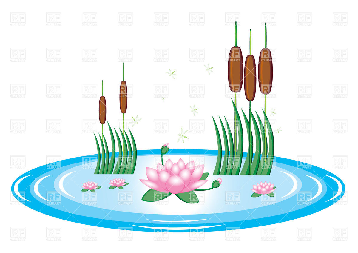 Pond With Lily And Water Reeds Download Royalty Free Vector Clipart