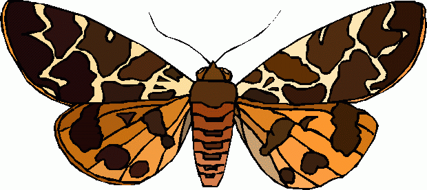 Regular Clip Art  Animals  Insect Moth2 Gif