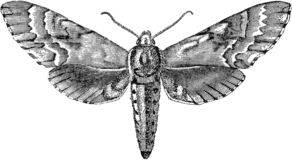 Sphinx Moth   Clipart Etc