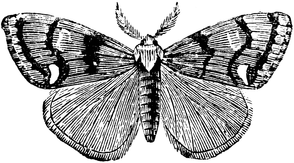 Vapourer Moth   Clipart Etc